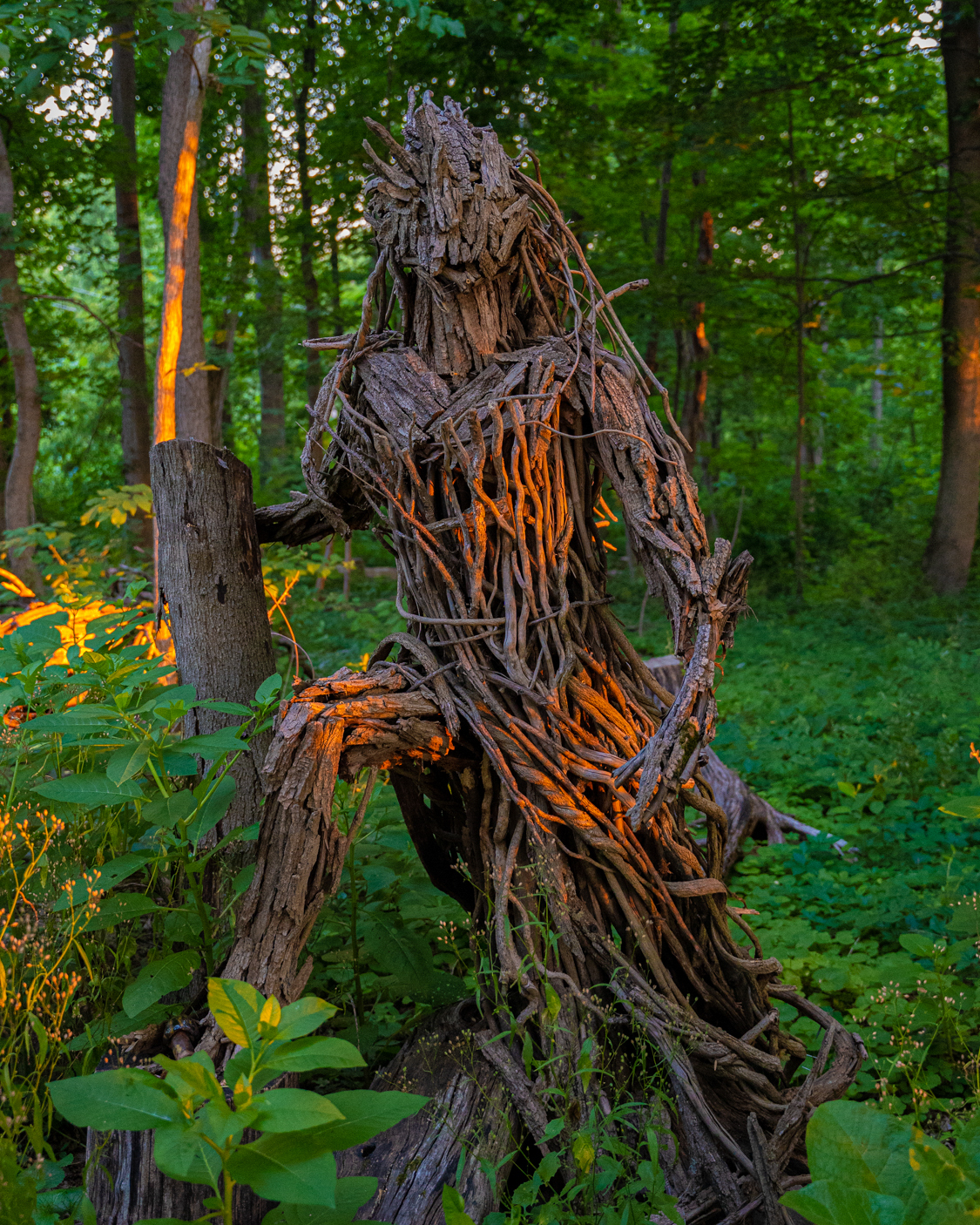 Ivy on the Wisdom Trail